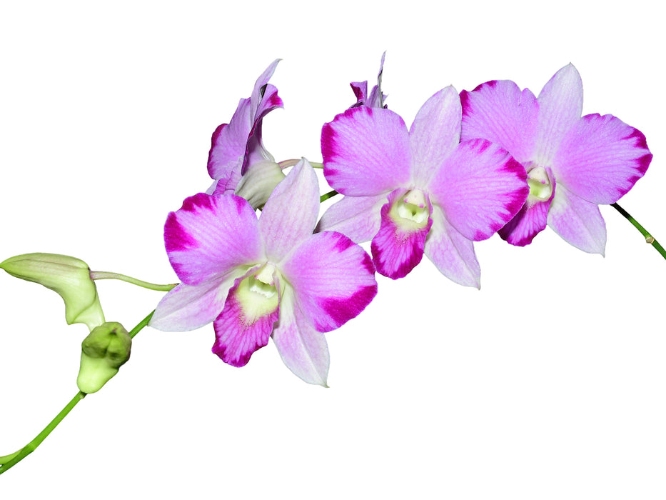 Dendrobium Ekapol Red Mutation
