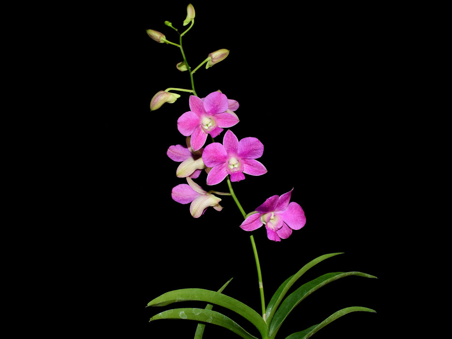 Dendrobium Emma Queen