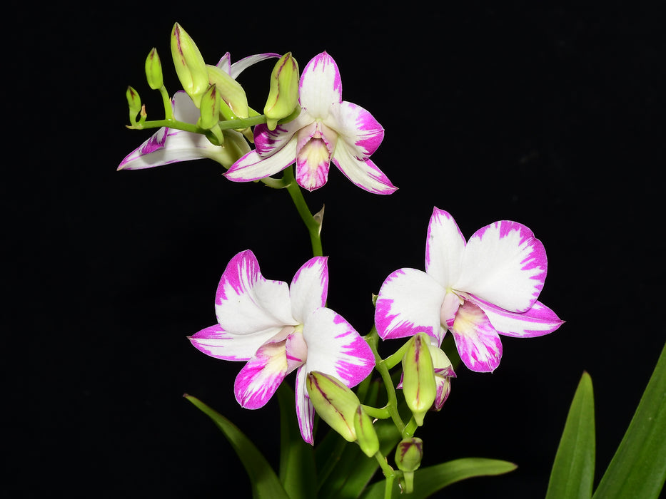 Dendrobium Enobi Purple
