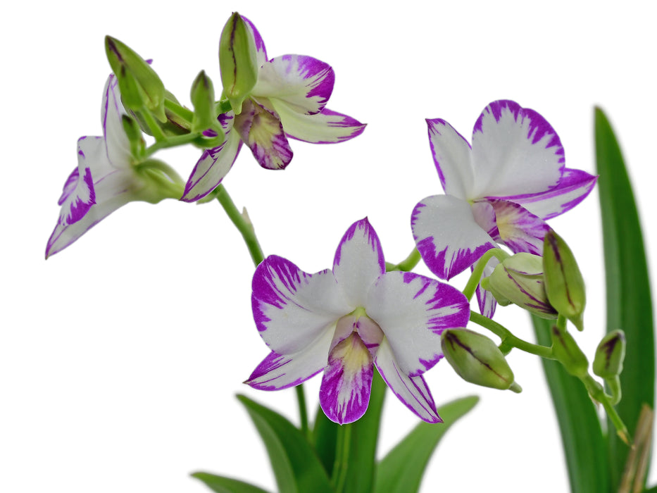 Dendrobium Enobi Purple