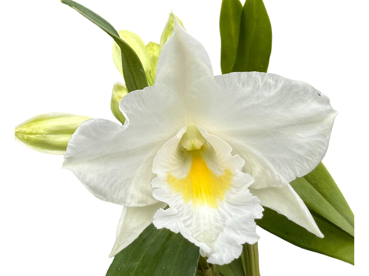 Dendrobium_Formidible_1200x900