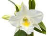 Dendrobium Formidible