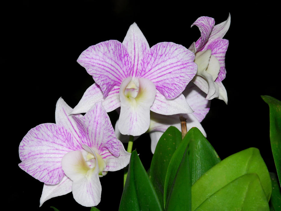 Dendrobium Hawaii Stripes