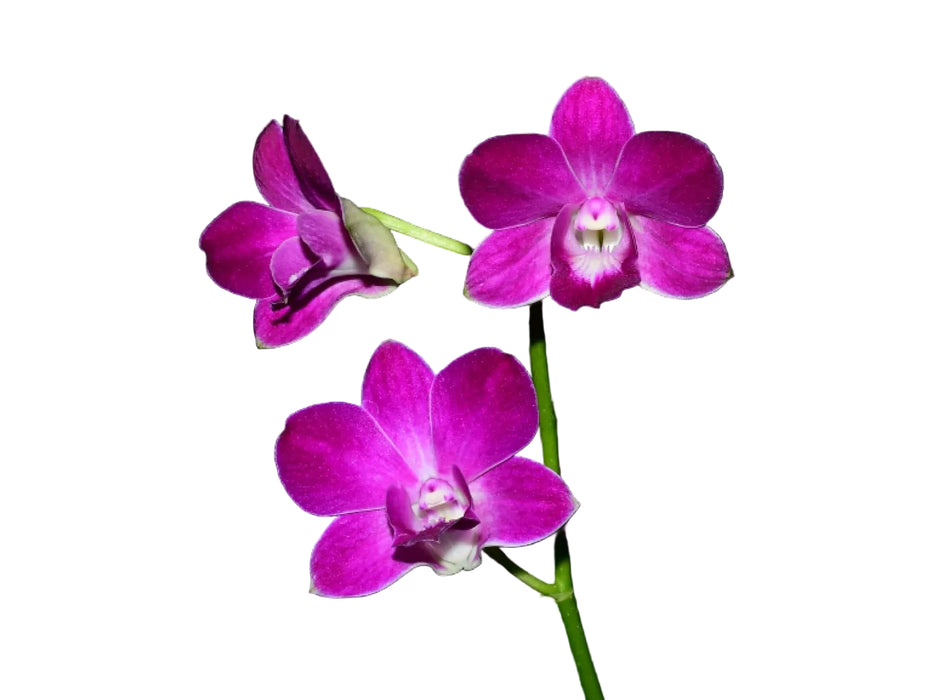 Dendrobium Kanitha Pink