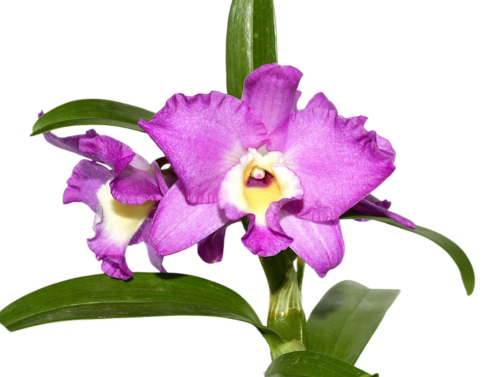 Dendrobium_Lovely_Virgin_7_h00