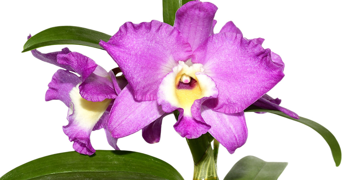 Dendrobium Lovely Virgin #7 h00404 - Premium White Hybrid Clone