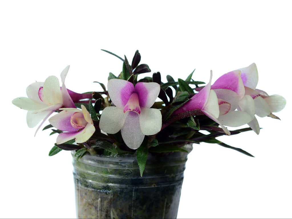 Dendrobium_Pepe_Portilla.