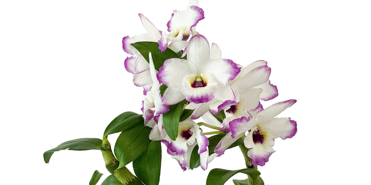Dendrobium (Sachi x crystallinum) x nobile - Complex Hybrid Orchid