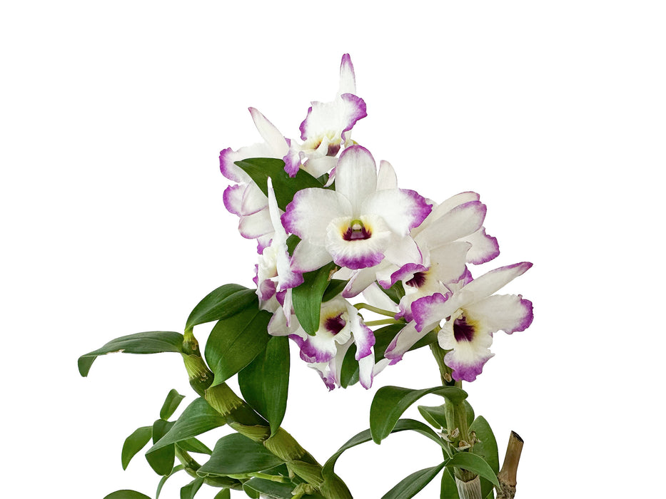 Dendrobium (Sachi x crystallinum) x Dend. nobile