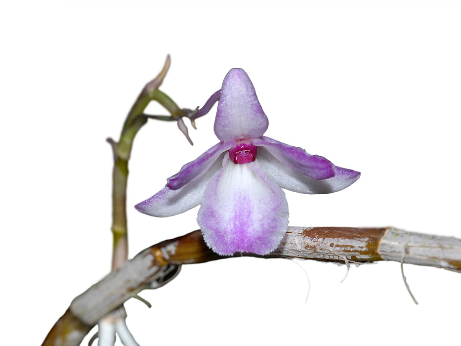 Dendrobium calicopis