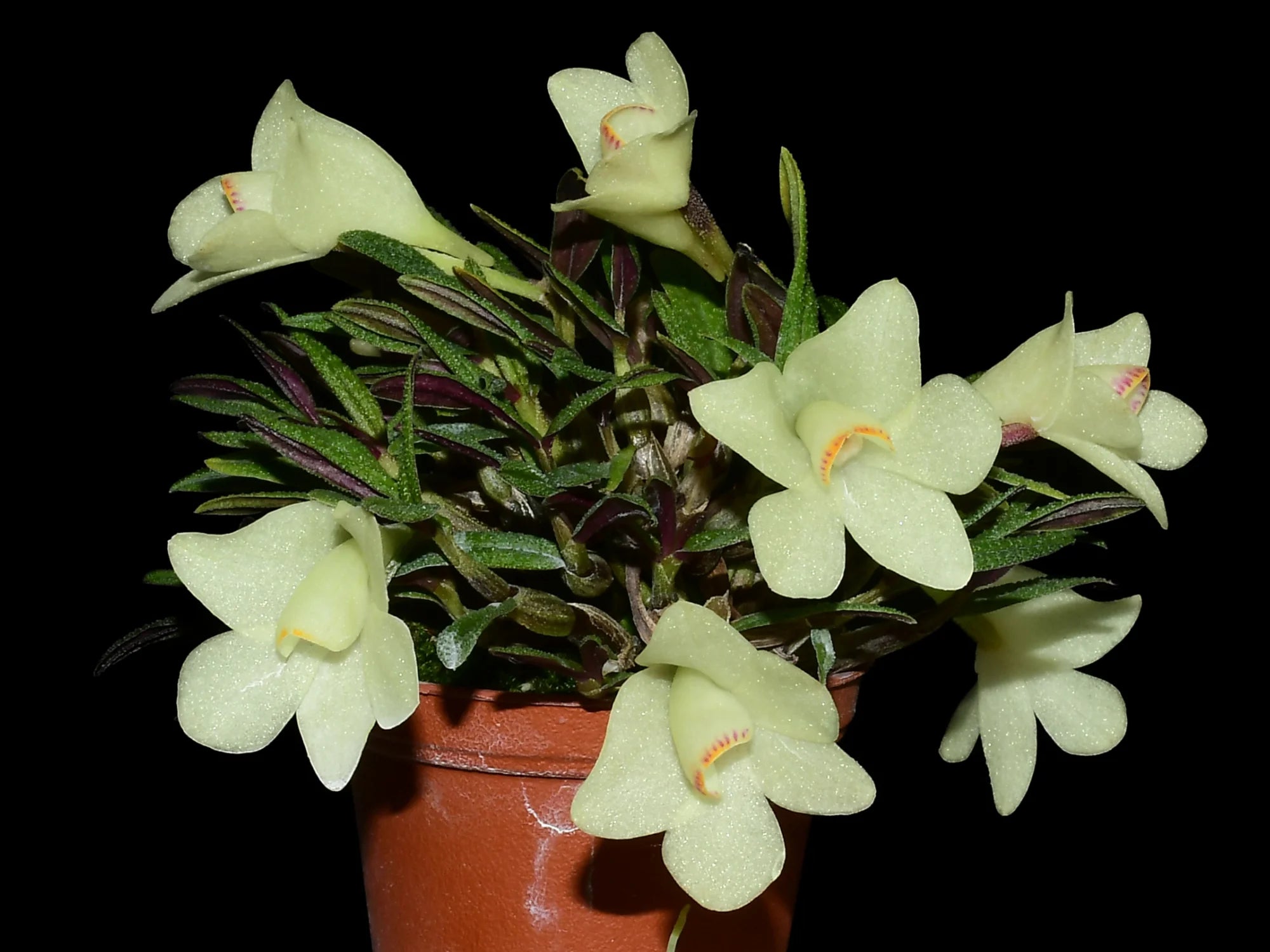 Dendrobium Pepe Portilla f. alba — Ecuagenera USA Corp