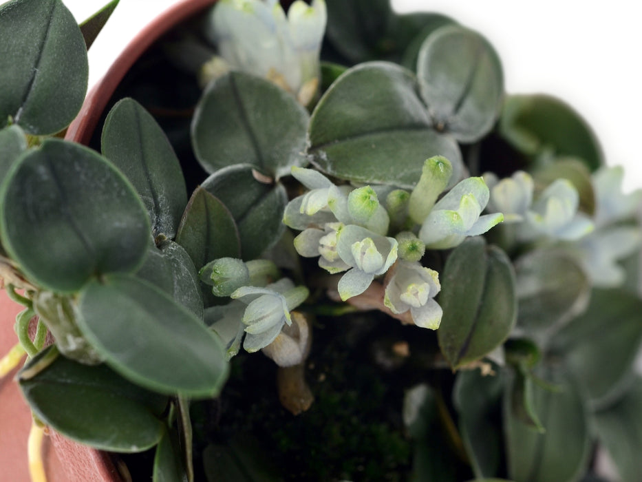 Dendrobium leucocyanum