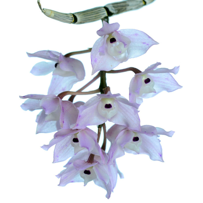 Dendrobium linguella