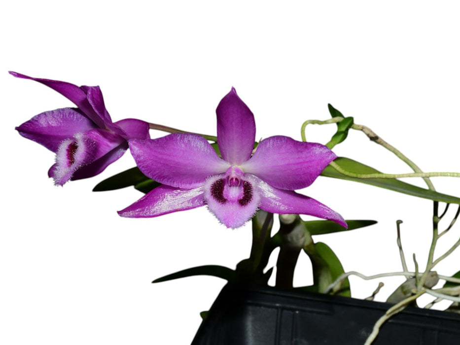 Dendrobium parishii
