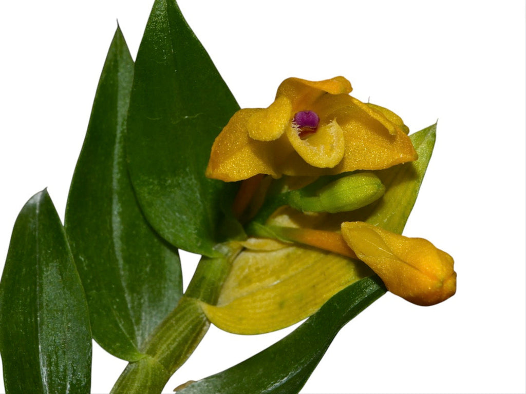 Dendrobium trichostomum purple leaf x green leaf L - Unique Hybrid