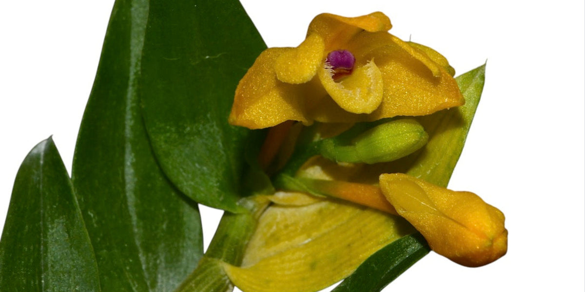 DENDROBIUM様 T.chapeuensis Dendrobium trichostomum purple leaf x green leaf L - Unique Hybrid