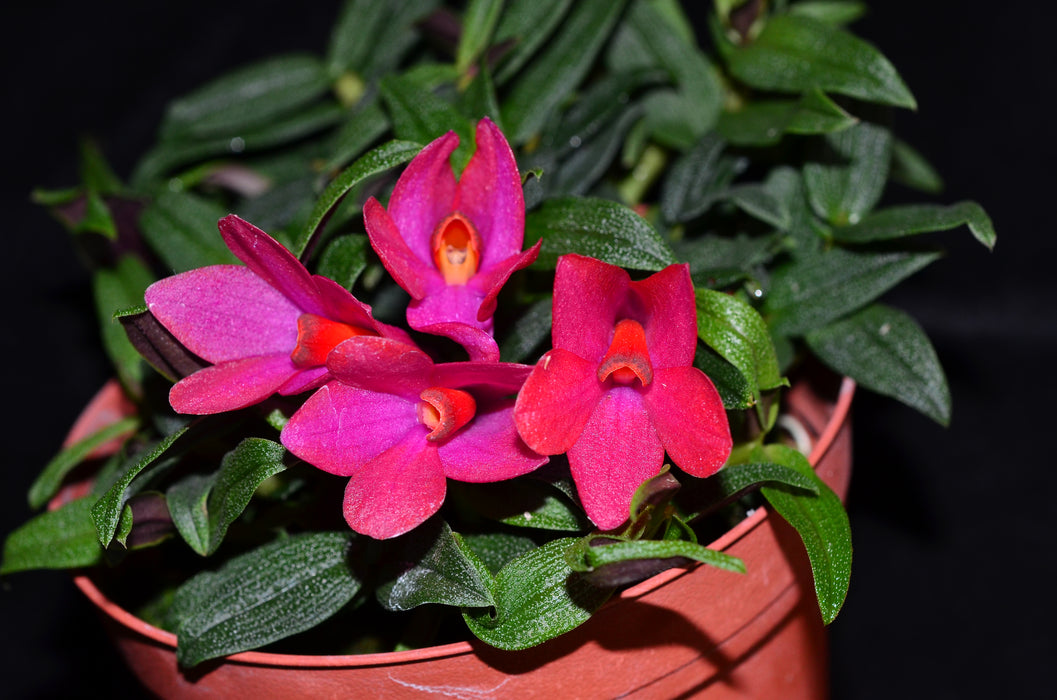 Dendrobium glomeratum x D. cuthbersonii pink