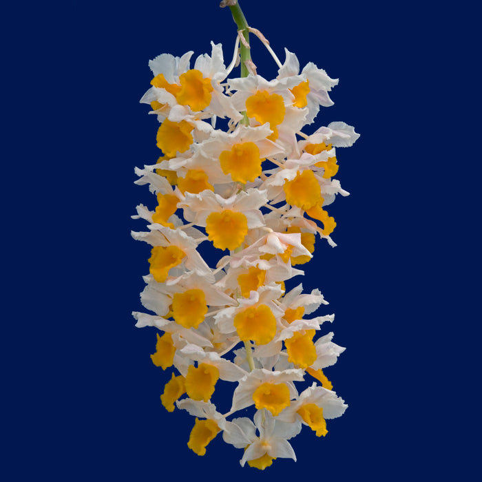 Dendrobium densiflorum var luteo alba 001548 4N