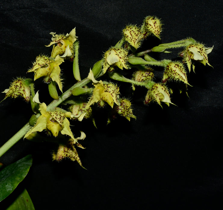 Dendrobium macrophyllum var macrophyllum
