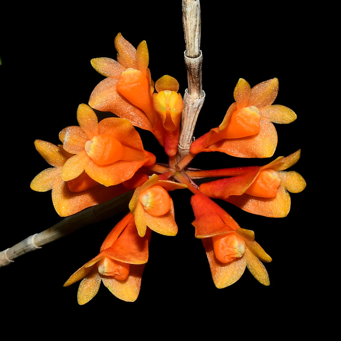 Dendrobium subclausum hanging type x dark