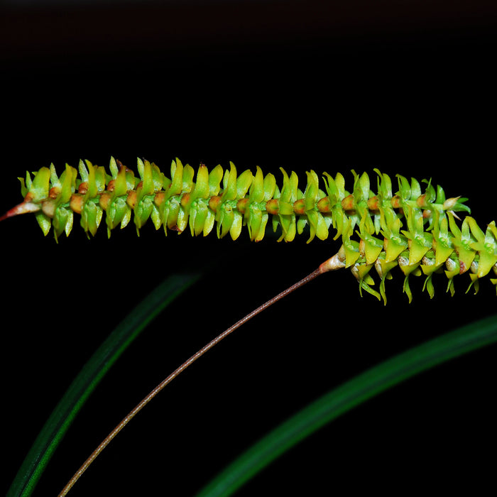 Dendrochilum saccolabium