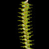 Dendrochilum saccolabium