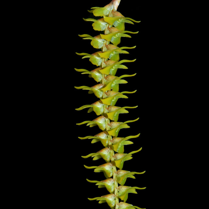 Dendrochilum saccolabium