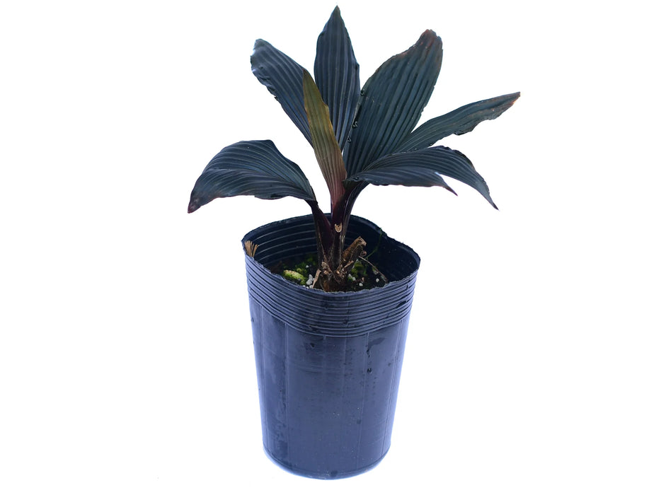 Dicranopygium sp mini red