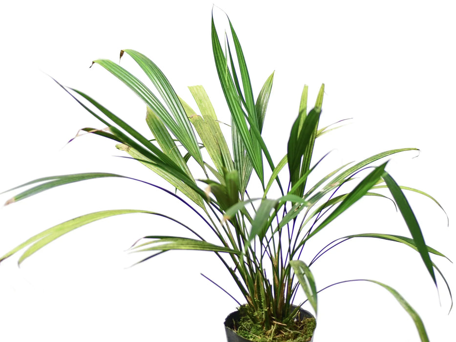 Dicranopygium stenophyllum