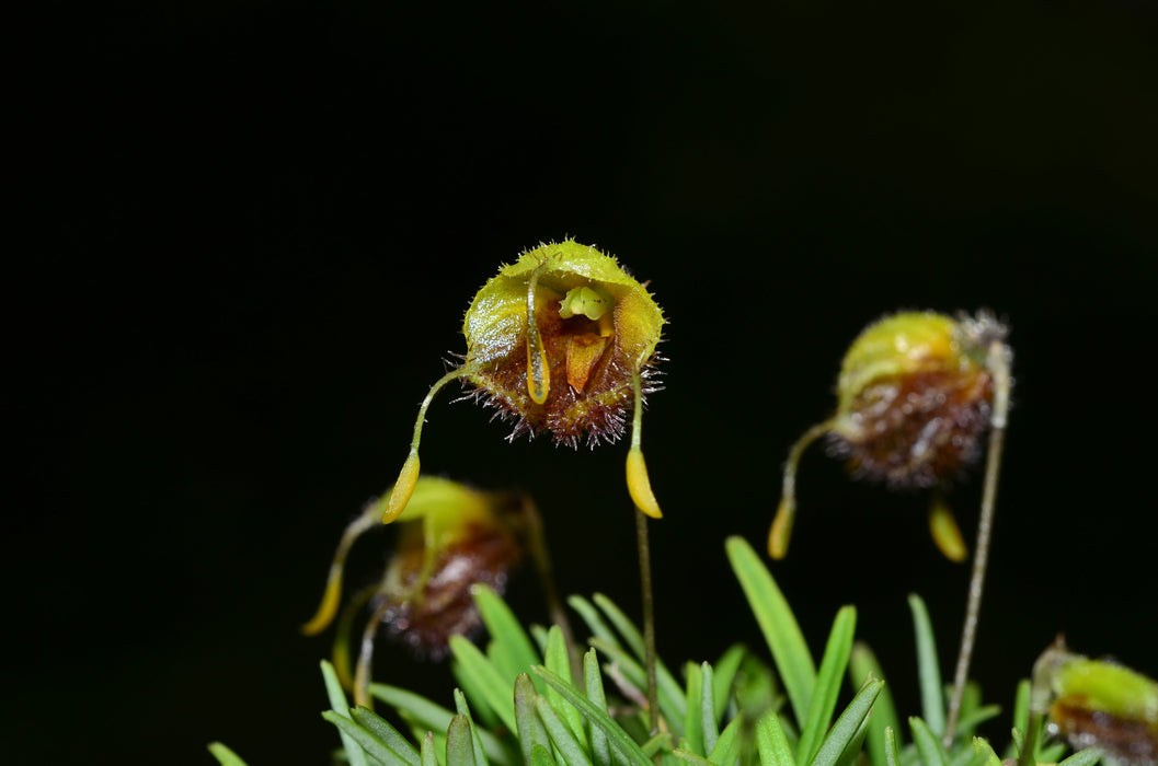 Diodonopsis erinacea
