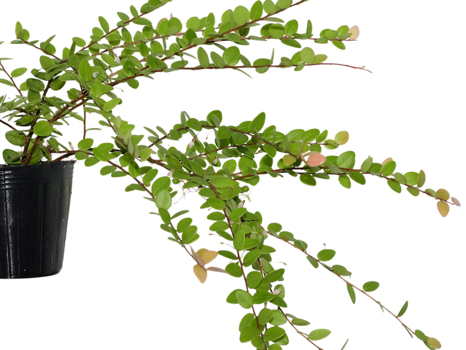 Asplenium dielfalcatum