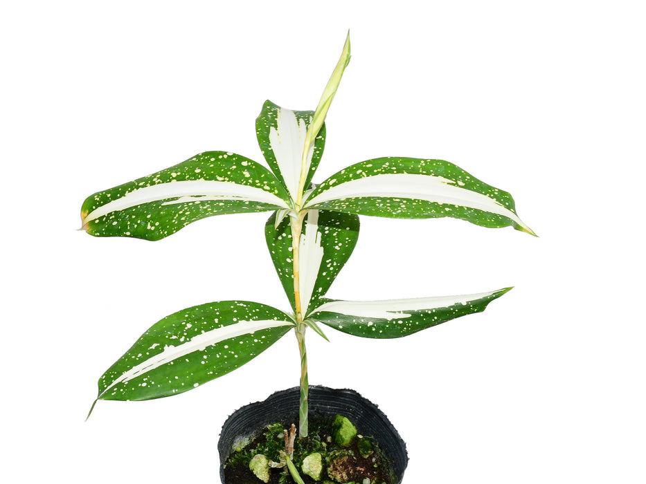 Dracaena surculosa 'Milky Way'