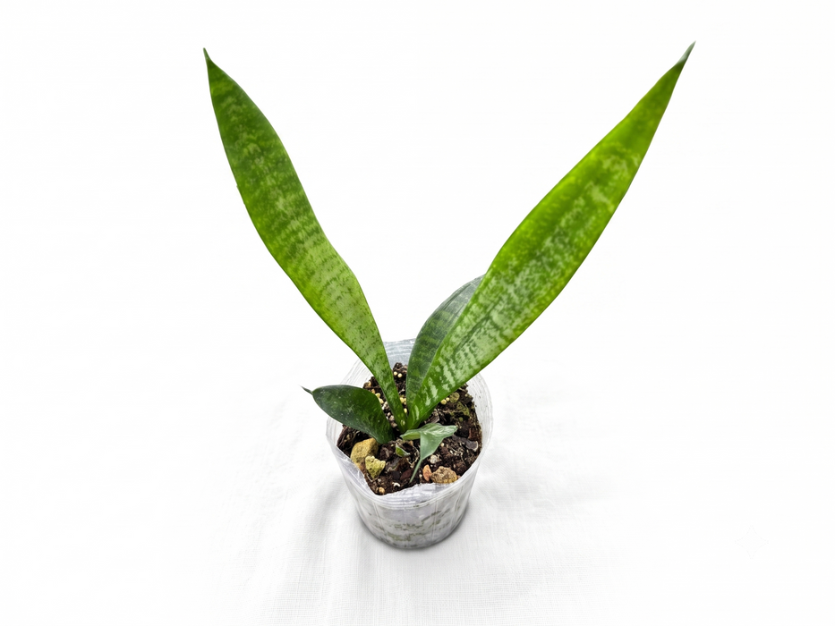 Dracaena trifasciata
