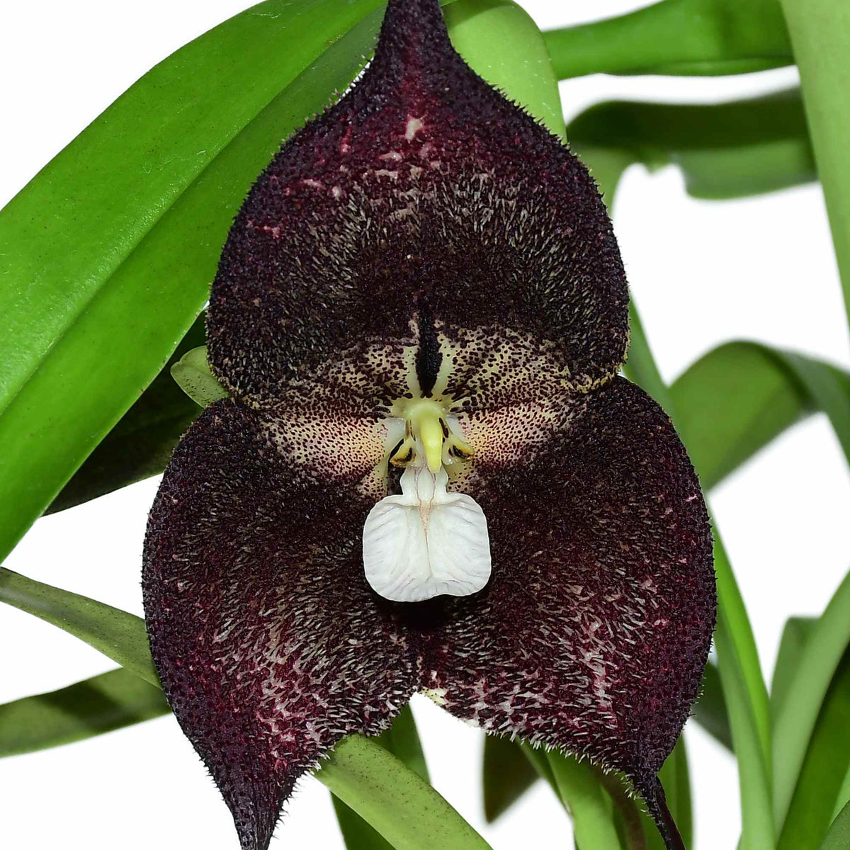 Dracula Black Soul — Ecuagenera USA Corp