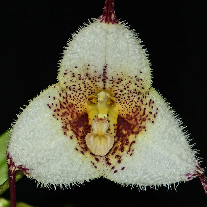 Dracula Rio Machangara