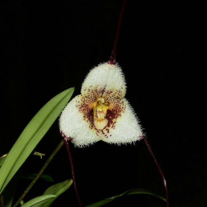 Dracula Rio Machangara