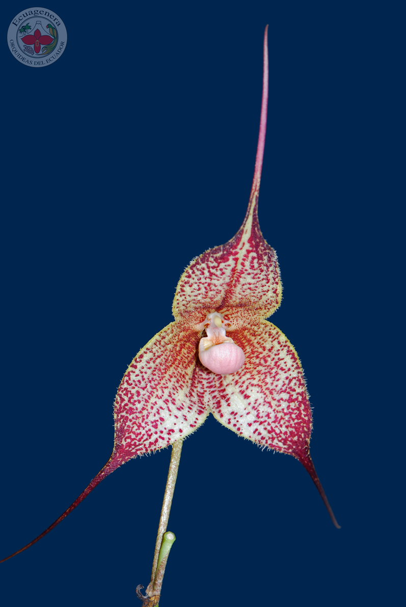 Dracula ligiae — Ecuagenera USA Corp