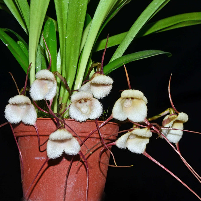 dracula house plant Dracula saulii — Ecuagenera USA Corp
