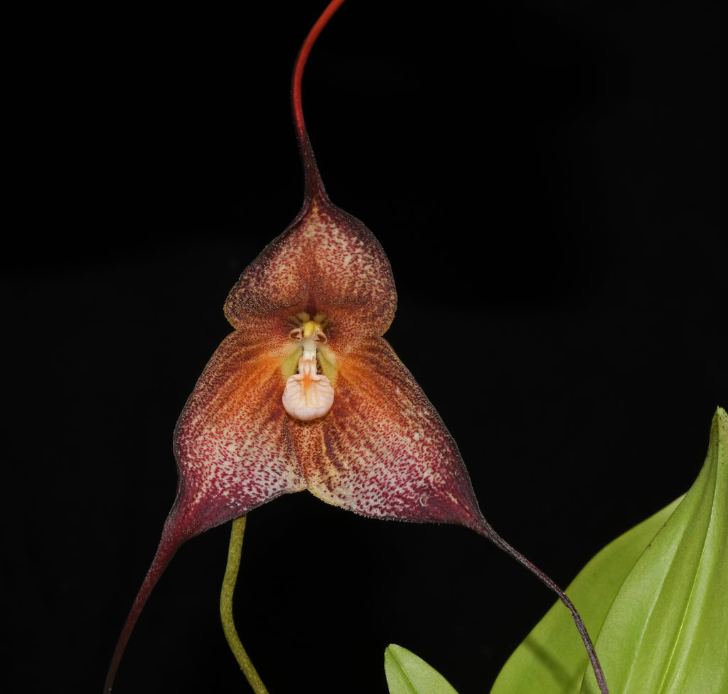 Dracula Daniel 'Black' — Ecuagenera USA Corp