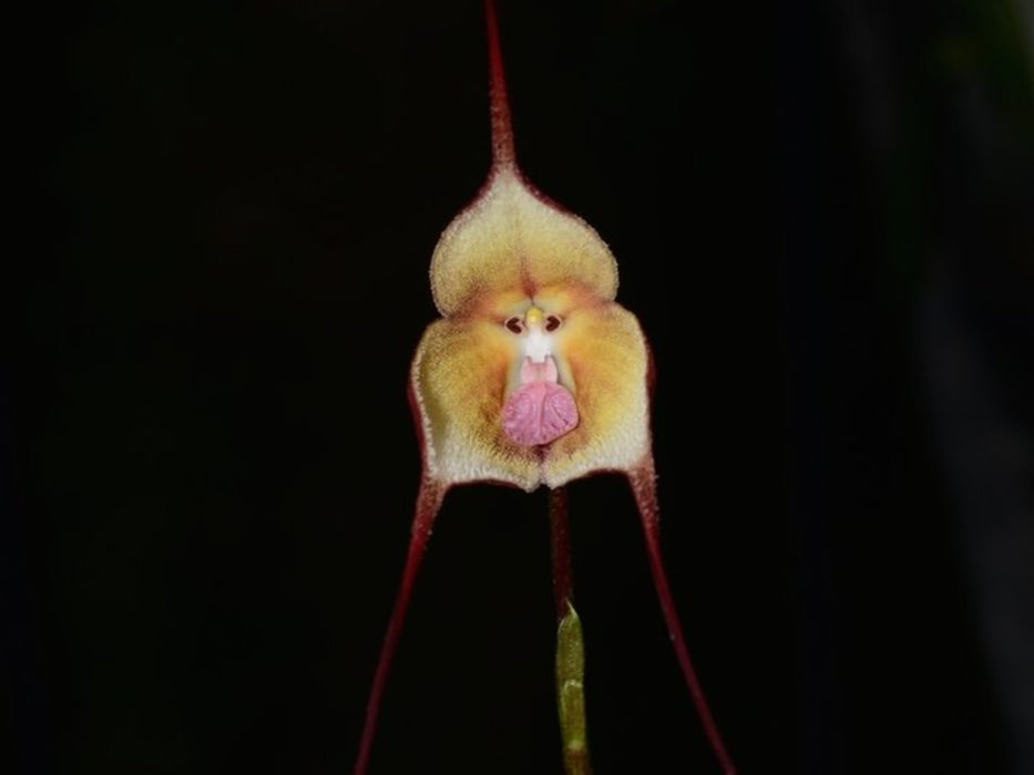 Dracula nycterina