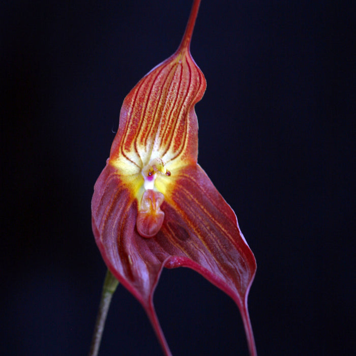 Dracuvallia Gualaquiza