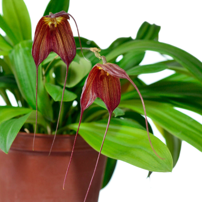 Dracuvallia Gualaquiza