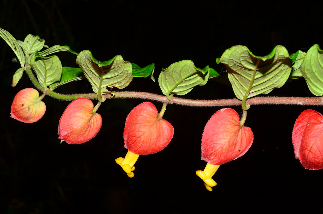 Drymonia affinis