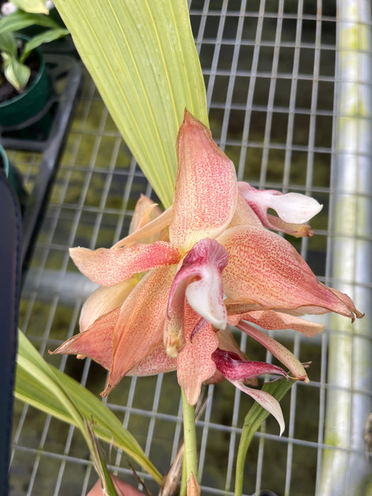 Houhopea Wayne Riggs