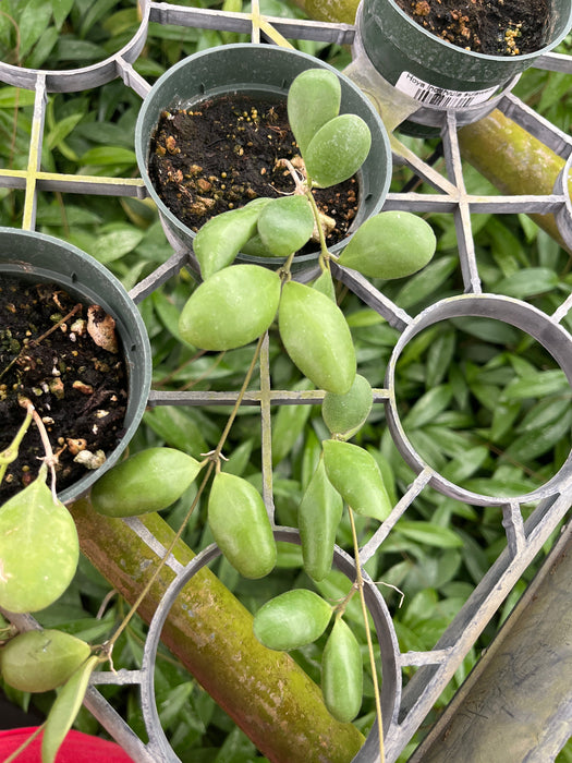 Hoya incurvula sulawesi