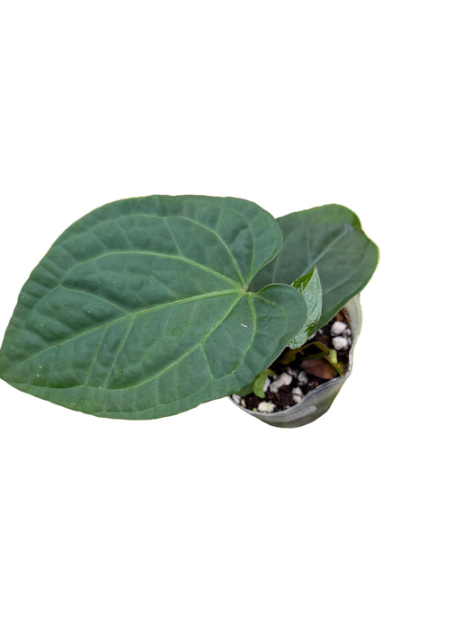 Anthurium Splendid Crystal x Anthurium Eureka