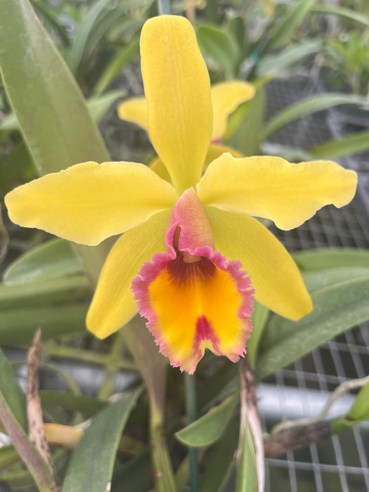 Cattleya Aurora (1905)