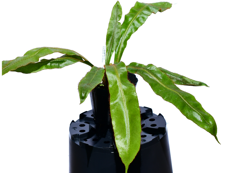 Elaphoglossum apodum 1