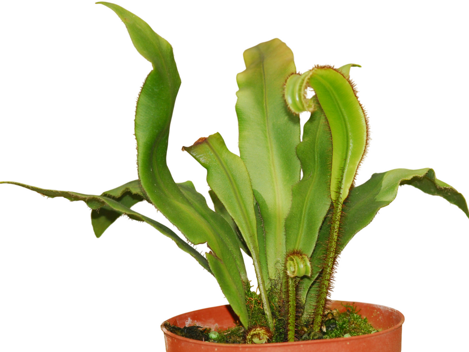 Elaphoglossum apodum 1