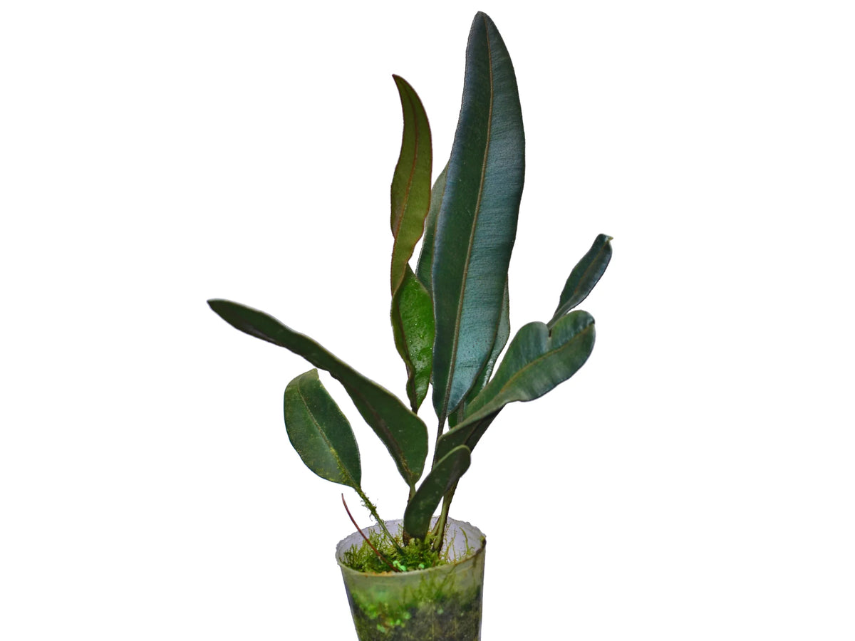 Elaphoglossum metallicum - Metallic Silvery-Bronze Fern